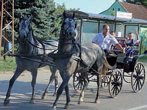 Duzijanca2016 Mirges 2